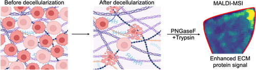 Decellularization and Enzymatic Digestion Methods to Enhance ECM Protein Detection via MALDI-MS Imaging