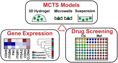 Comparative Study of Multicellular Tumor Spheroid Formation Methods and Implications for Drug Screening