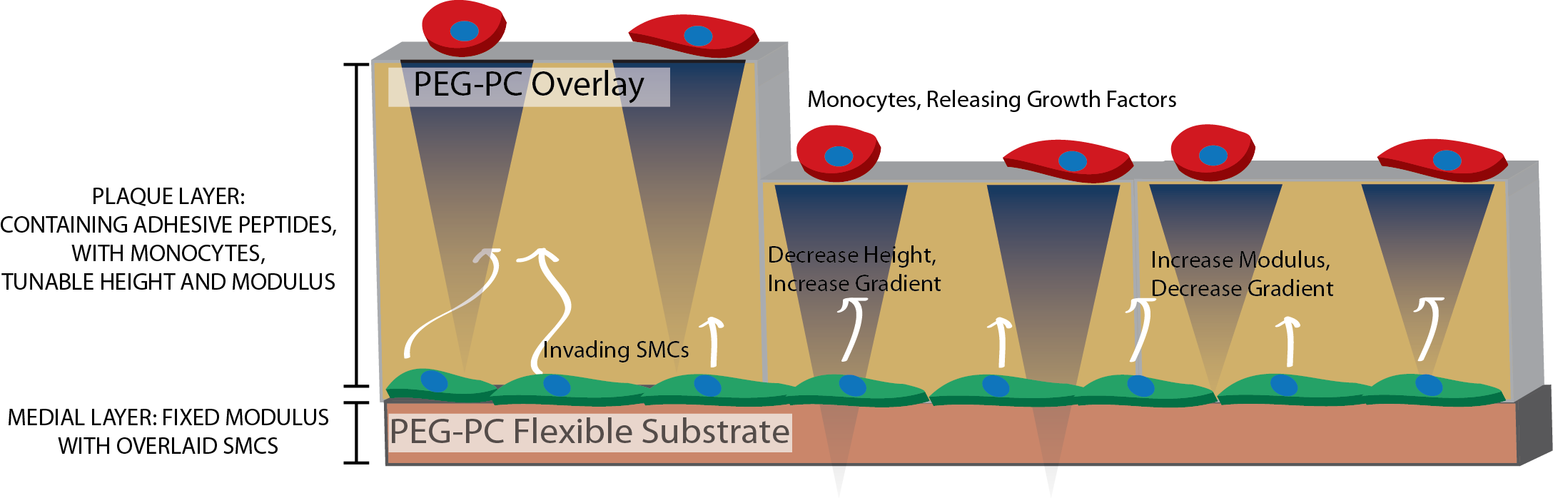 Smooth Muscle Cell Stiffness Sensing