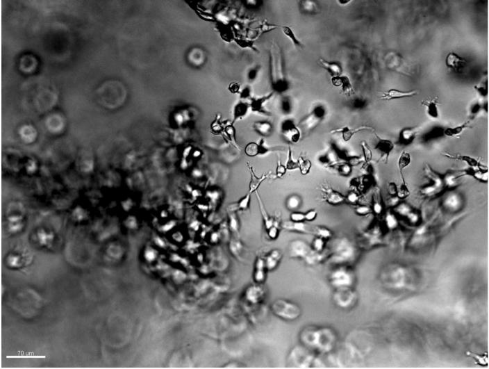 3D Synthetic Tissue Mimics