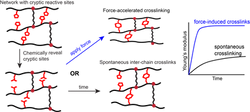 New dynamic gels