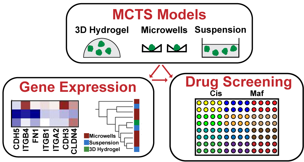 Tumor Spheroids for Drug Screening