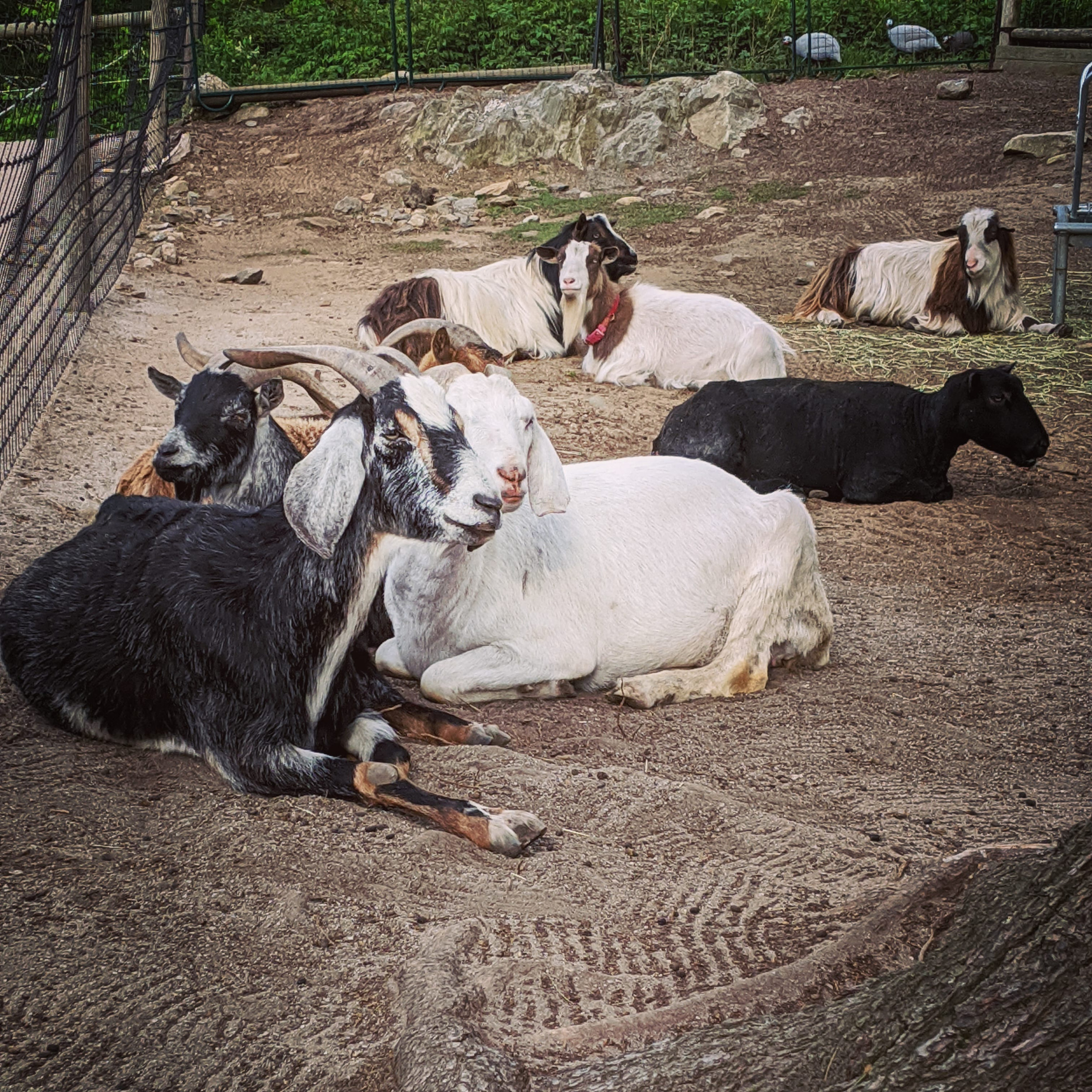 Education Feature Goats Unity Farm Sanctuary