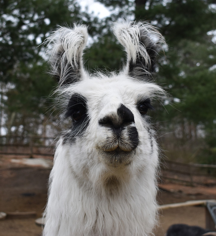 Unity Farm Sanctuary