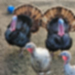 1pm Celebration of the Turkeys (open house self-guided tour)