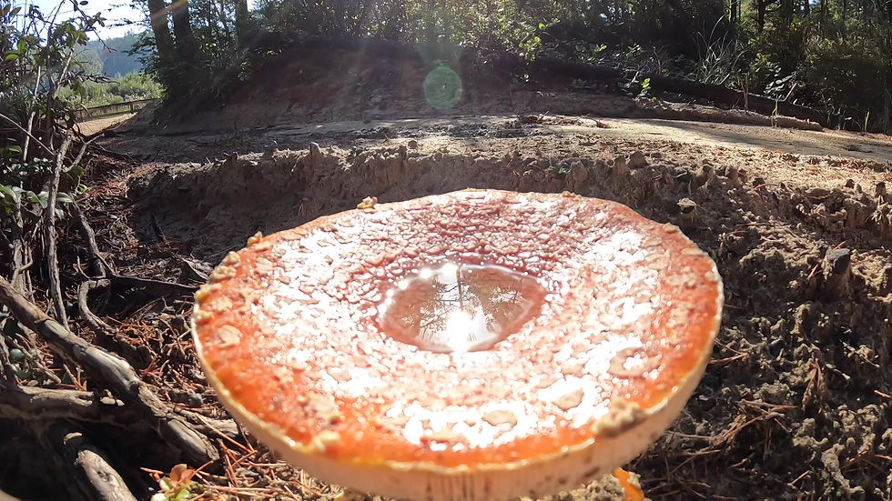 Thumbnail: Dry Amanita caps - 50g