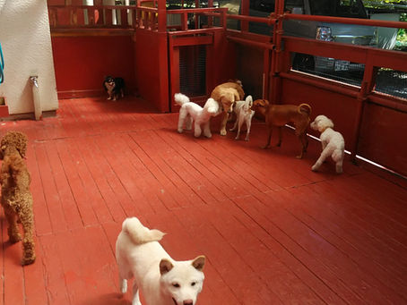 飼い主様に伝えたい事 vol.22