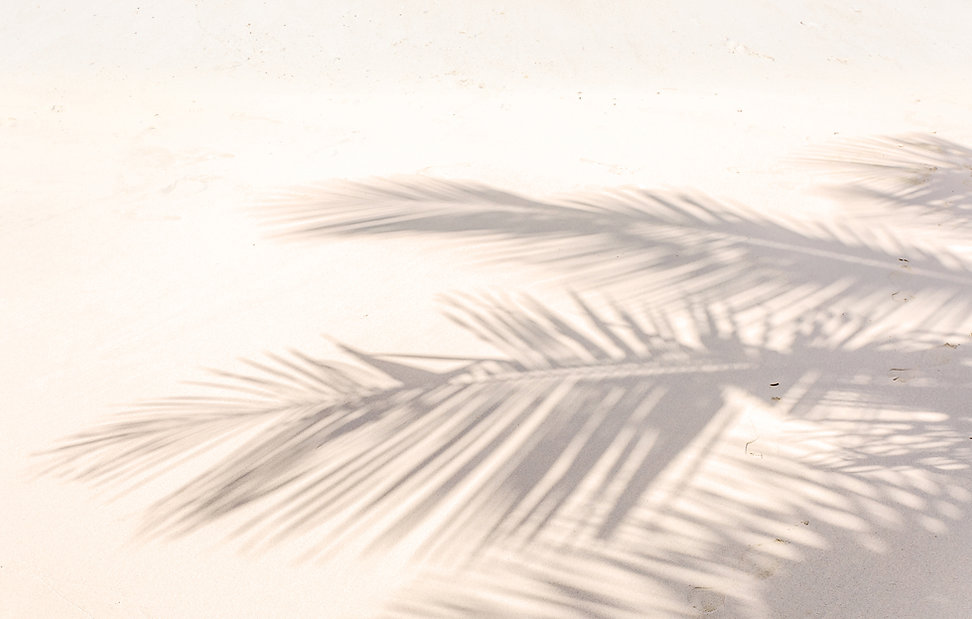 AdobeStock_150439256_Palmenschatten_Rüc