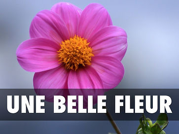 BELLE.jpg