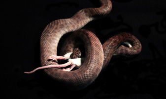 Feeding Your Reptiles Frozen Food
