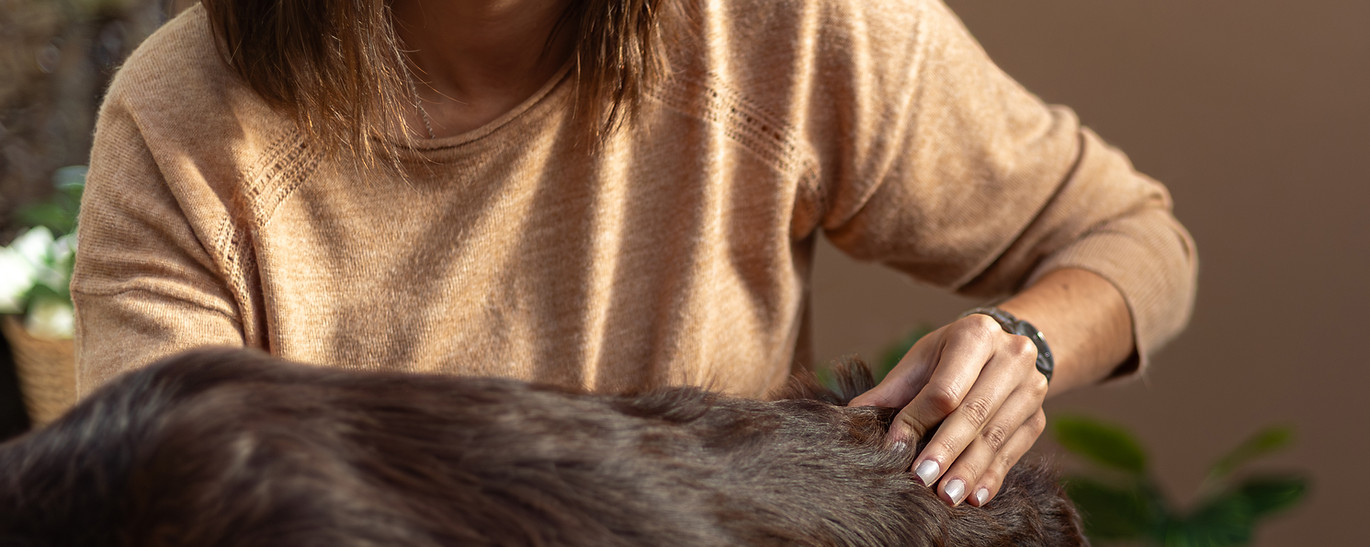 Réflexologie Niromathé et massage canin dans le Val-de-Marne