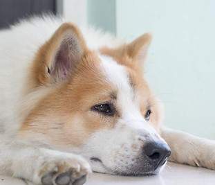 Réflexologie et massages canins Haute-Normandie et Ile-de-France