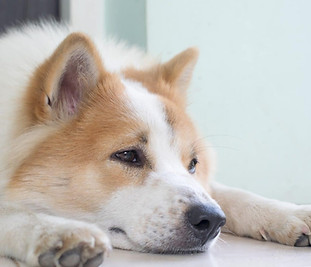 Réflexologie Niromathé et massage canin dans Val-d'Oise (95)