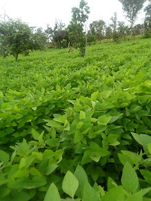 Soybean