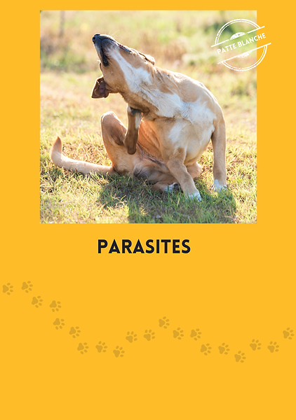 Votre chien doit être protégé des parasites (tiques, puces...) pour son bien-être et celle de ses compagnons de promenade