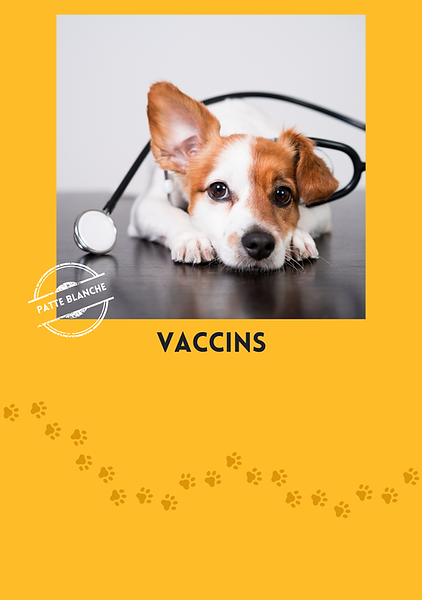 Votre chien devra être vacciné contre la toux du chenil pour se promener avec Van'Ima