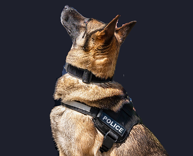 Pet-sitter professionnelle