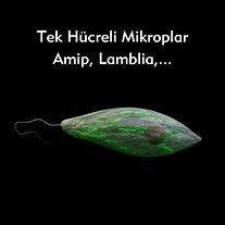 Tek Hücreliler/Protozoa - Bu alt başlıkta, tek hücreli canlılar olan protozoaları ele alacağız. Hangi hastalıklara neden olabileceklerini, nasıl tespit edileceklerini ve vücudumuzdan nasıl uzaklaştırılabileceklerini detaylı bir şekilde açıklayacağız.
