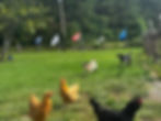 chicken farm fresh pastured eggs near me oak ridge tn tennessee