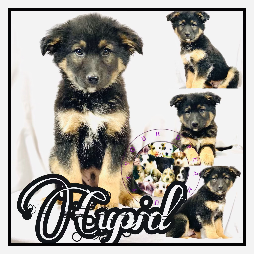 ADOPTED
