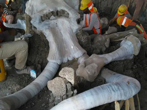Hallan más de 60 fósiles de Mamut en terrenos del Aeropuerto en construcción de Santa Lucía, Edomex