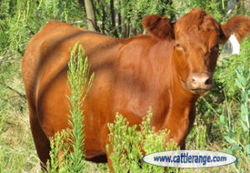 Red Heifer