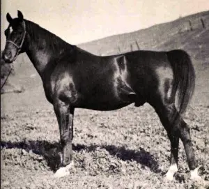 Parker's Most Famous Stallion
