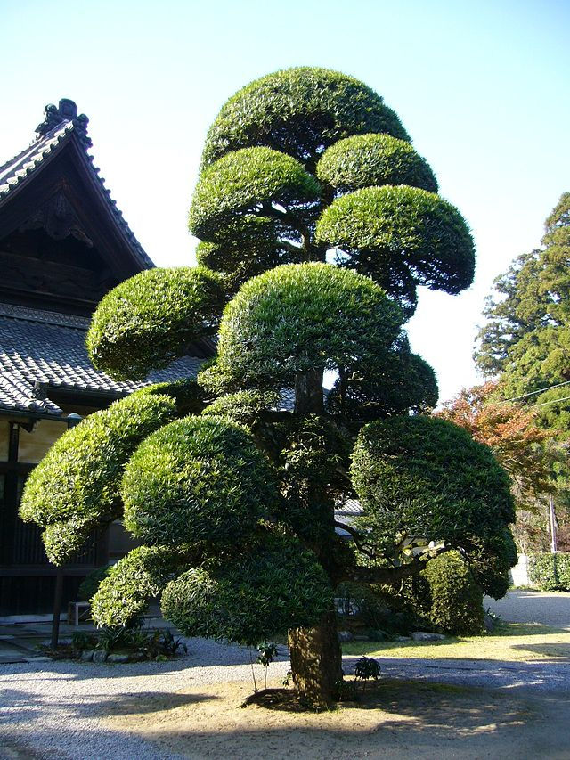 羅漢松 Podocarpus Macrophyllus