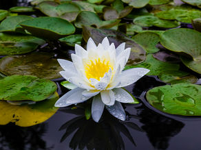 ヴァースデーヴァの原理