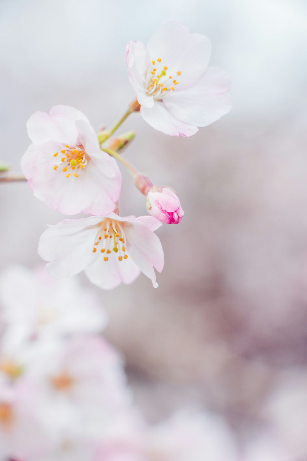 グル・ダクシナ/愛の捧げもの