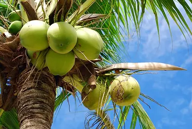 Coconut Harvesting Prediction
