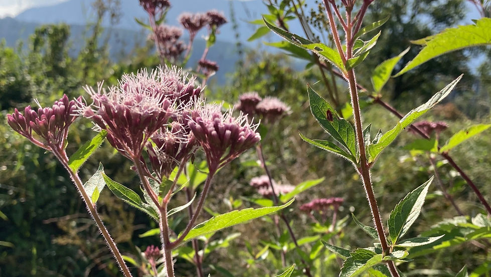 Wildkräuter - Spaziergang