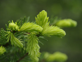 Tannaschössle - Creme