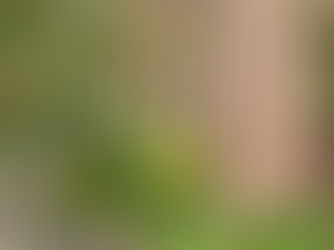 Alant - eine der ältesten europäischen Heilpflanzen         