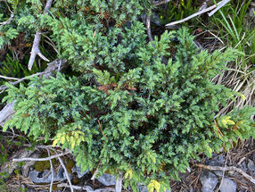 Wacholder - Zimt Balsam