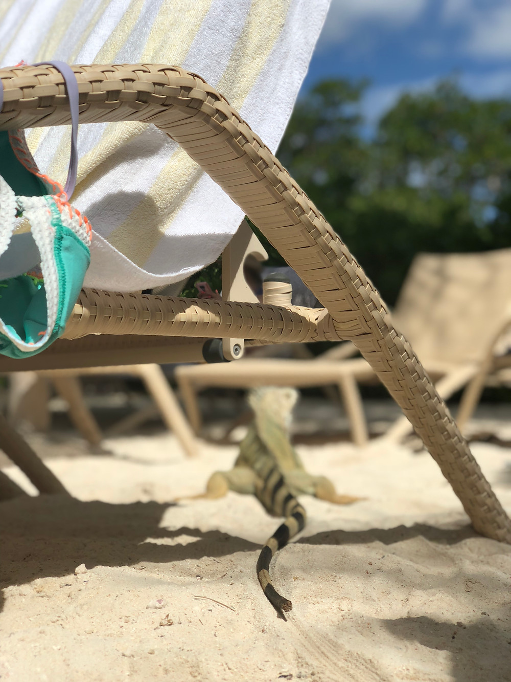 Hey. I'm Silvie | Lifestyle Blog. Aruba