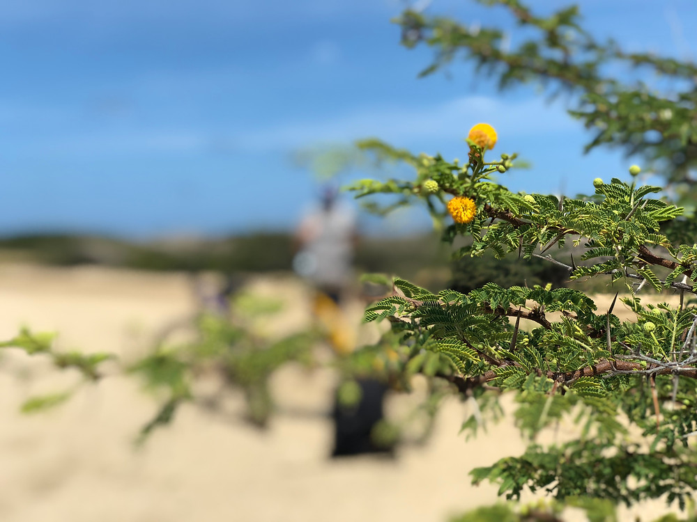 Hey. I'm Silvie | Lifestyle Blog. Aruba