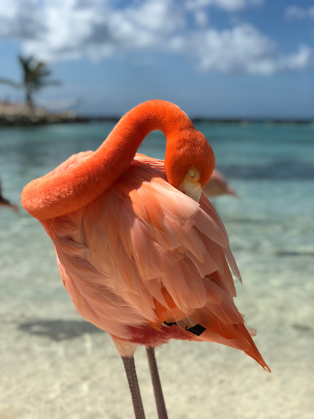 Hey. I'm Silvie | Lifestyle Blog. Aruba