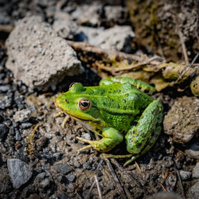 nature, wild nature, plants and animals photography, 