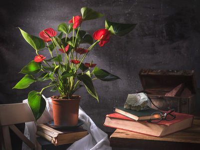 Still life with flowers of "Anthurium andraeanum"  and old books. Bright youth and quiet old age go in circles.