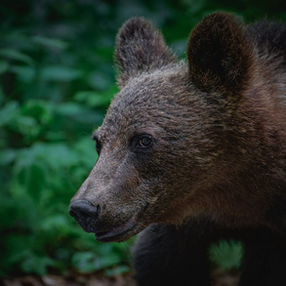 nature, wild nature, plants and animals photography, 