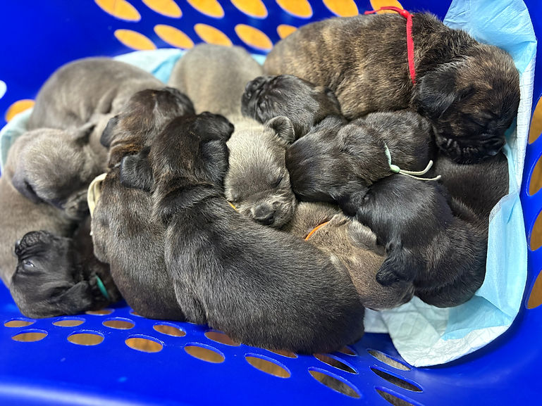 Basket of Pups