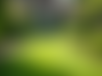 Unveiling Texas' Best Estate Lawn Services