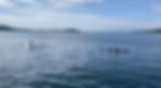 IMG_6016.jpeg