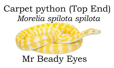 Albino Carpet python, Morelia spilota spilota, Sea snake, damage mitigation permit training, venom, Australian flora & fauna, Australian photographer, venomous snake, Scott Eipper, Tyese Eipper, Tie Eipper, Australian author, Nature 4 You, wildlife demonstrator, reptile shows, herpetology, frogs of Australia, snakes of Australia, A guide to Australian snakes in captivity elapids & colubrids, dangerous creatures of Australia, lizards of Australia, snake book, lizard book, frog book, field guide, snake catcher, snake, python, elapid, colubrid, blindsnake, turtle, goanna, monitor lizard, skink, pygopod, legless lizard, gecko, dragon, lizard, herpetologist, snake training, reptile cards, conservation, reptile, amphibian, frog, reptile stickers, reptile breeder Queensland, crocodile, reptile birthday party, reptile book, reptile tote bags, reptile fridge magnet, snake shows, frog fridge magnet, wildlife photography, reptile signs, reptile gift tags, reptile posters, hots, wildlife carer