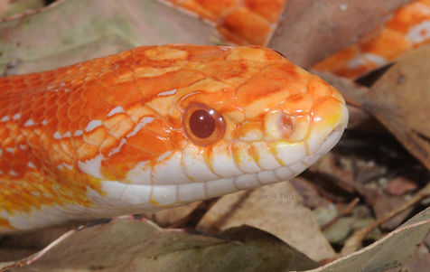 Corn Snake, Pantherophis guttatus, Sea snake, damage mitigation permit training, venom, Australian flora & fauna, Australian photographer, venomous snake, Scott Eipper, Tyese Eipper, Tie Eipper, Australian author, Nature 4 You, wildlife demonstrator, reptile shows, herpetology, frogs of Australia, snakes of Australia, A guide to Australian snakes in captivity elapids & colubrids, dangerous creatures of Australia, lizards of Australia, snake book, lizard book, frog book, field guide, snake catcher, snake, python, elapid, colubrid, blindsnake, turtle, goanna, monitor lizard, skink, pygopod, legless lizard, gecko, dragon, lizard, herpetologist, snake training, reptile cards, conservation, reptile, amphibian, frog, reptile stickers, reptile breeder Queensland, crocodile, reptile birthday party, reptile book, reptile tote bags, reptile fridge magnet, snake shows, frog fridge magnet, wildlife photography, reptile signs, reptile gift tags, reptile posters, hots, wildlife carer