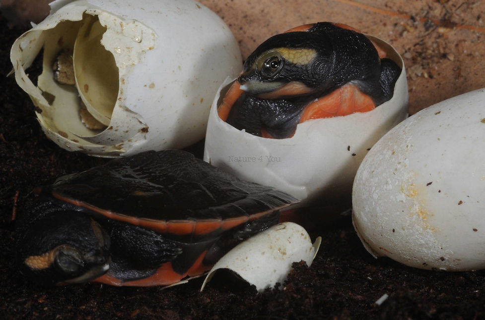Jardine River Turtle, Emydura subglobosa subglobosa, Sea snake, damage mitigation permit training, venom, Australian flora & fauna, Australian photographer, venomous snake, Scott Eipper, Tyese Eipper, Tie Eipper, Australian author, Nature 4 You, wildlife demonstrator, reptile shows, herpetology, frogs of Australia, snakes of Australia, A guide to Australian snakes in captivity elapids & colubrids, dangerous creatures of Australia, lizards of Australia, snake book, lizard book, frog book, field guide, snake catcher, snake, python, elapid, colubrid, blindsnake, turtle, goanna, monitor lizard, skink, pygopod, legless lizard, gecko, dragon, lizard, herpetologist, snake training, reptile cards, conservation, reptile, amphibian, frog, reptile stickers, reptile breeder Queensland, crocodile, reptile birthday party, reptile book, reptile tote bags, reptile fridge magnet, snake shows, frog fridge magnet, wildlife photography, reptile signs, reptile gift tags, reptile posters, hots, wildlife