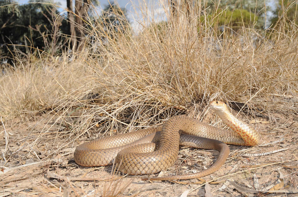 Eastern Brown Snake, Pseudonaja textilis, Sea snake, damage mitigation permit training, venom, Australian flora & fauna, Australian photographer, venomous snake, Scott Eipper, Tyese Eipper, Tie Eipper, Australian author, Nature 4 You, wildlife demonstrator, reptile shows, herpetology, frogs of Australia, snakes of Australia, A guide to Australian snakes in captivity elapids & colubrids, dangerous creatures of Australia, lizards of Australia, snake book, lizard book, frog book, field guide, snake catcher, snake, python, elapid, colubrid, blindsnake, turtle, goanna, monitor lizard, skink, pygopod, legless lizard, gecko, dragon, lizard, herpetologist, snake training, reptile cards, conservation, reptile, amphibian, frog, reptile stickers, reptile breeder Queensland, crocodile, reptile birthday party, reptile book, reptile tote bags, reptile fridge magnet, snake shows, frog fridge magnet, wildlife photography, reptile signs, reptile gift tags, reptile posters, hots, wildlife carer