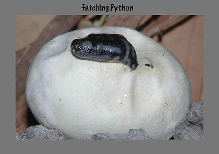 Python hatching, Morelia spilota, Carpet python, Sea snake, damage mitigation permit training, venom, Australian flora & fauna, Australian photographer, venomous snake, Scott Eipper, Tyese Eipper, Tie Eipper, Australian author, Nature 4 You, wildlife demonstrator, reptile shows, herpetology, frogs of Australia, snakes of Australia, A guide to Australian snakes in captivity elapids & colubrids, dangerous creatures of Australia, lizards of Australia, snake book, lizard book, frog book, field guide, snake catcher, snake, python, elapid, colubrid, blindsnake, turtle, goanna, monitor lizard, skink, pygopod, legless lizard, gecko, dragon, lizard, herpetologist, snake training, reptile cards, conservation, reptile, amphibian, frog, reptile stickers, reptile breeder Queensland, crocodile, reptile birthday party, reptile book, reptile tote bags, reptile fridge magnet, snake shows, frog fridge magnet, wildlife photography, reptile signs, reptile gift tags, reptile posters, hots, wildlife carer