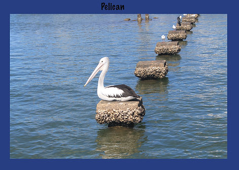 Pelican, Pelecanus, Sea snake, damage mitigation permit training, venom, Australian flora & fauna, Australian photographer, venomous snake, Scott Eipper, Tyese Eipper, Tie Eipper, Australian author, Nature 4 You, wildlife demonstrator, reptile shows, herpetology, frogs of Australia, snakes of Australia, A guide to Australian snakes in captivity elapids & colubrids, dangerous creatures of Australia, lizards of Australia, snake book, lizard book, frog book, field guide, snake catcher, snake, python, elapid, colubrid, blindsnake, turtle, goanna, monitor lizard, skink, pygopod, legless lizard, gecko, dragon, lizard, herpetologist, snake training, reptile cards, conservation, reptile, amphibian, frog, reptile stickers, reptile breeder Queensland, crocodile, reptile birthday party, reptile book, reptile tote bags, reptile fridge magnet, snake shows, frog fridge magnet, wildlife photography, reptile signs, reptile gift tags, reptile posters, hots, wildlife carer